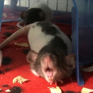 Meet your Posher, Linhthy